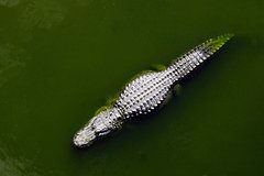 floridskoe-chudovishhe-legendarnyj-gigantskij-alligator-navodil-uzhas-na-celyj-region-sushhestvoval-li-on-na-samom-dele-74d0135.jpg