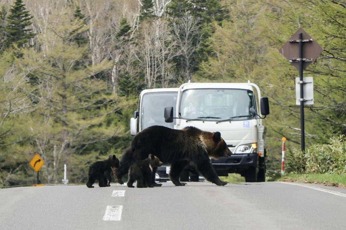 Медведица с медвежатами переходят дорогу в провинции Хоккайдо в мае 2025 года