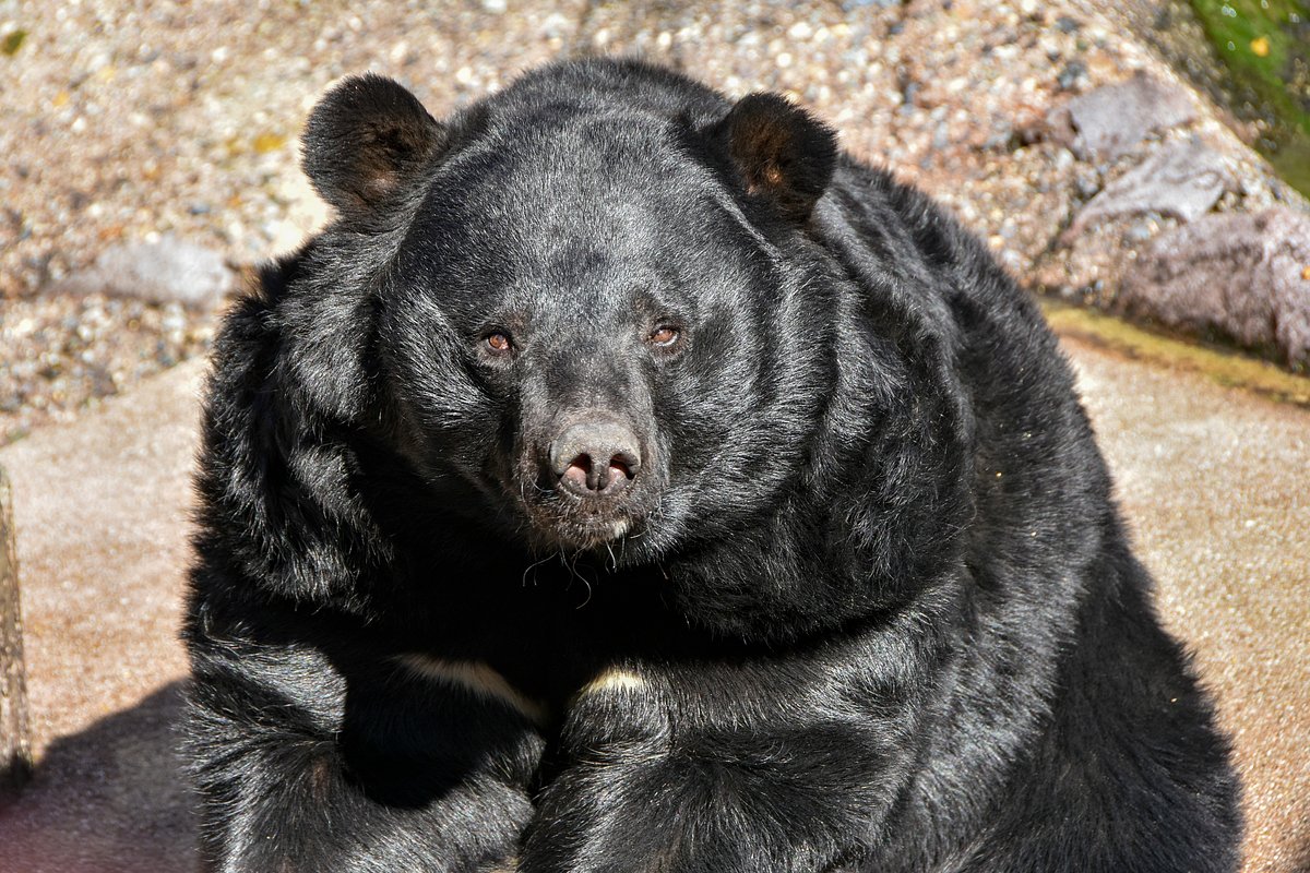 Japanese black bear staring into the distance