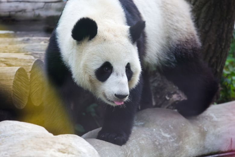 Панда Катюша