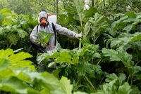 Сорняк на стероидах. Россию захватывает борщевик. Есть ли способ уничтожить опасное растение?