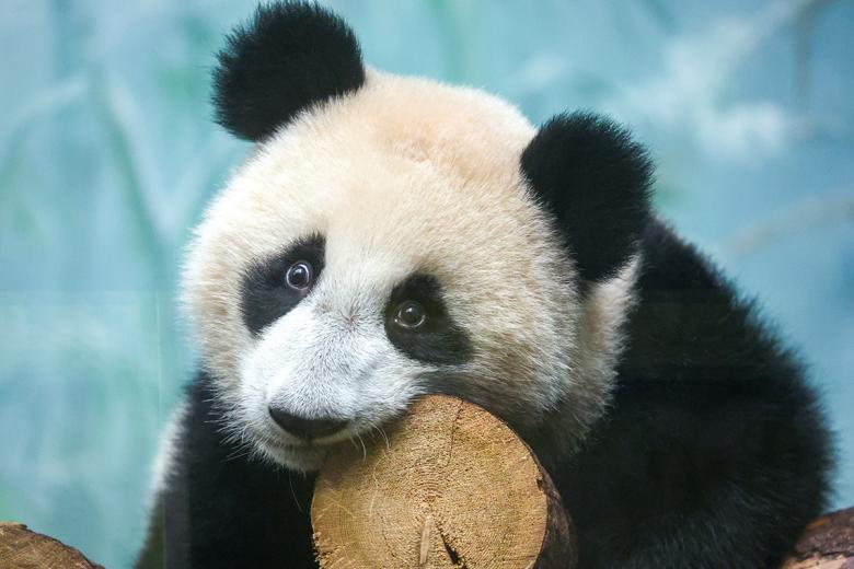 u-pandy-katjushi-iz-moskovskogo-zooparka-obnovitsja-semejnoe-polozhenie-91622fd.jpg