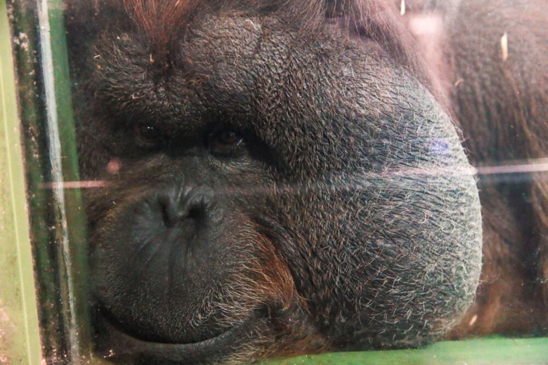v-moskovskom-zooparke-skonchalsja-unikalnyj-orangutan-626b421.jpg